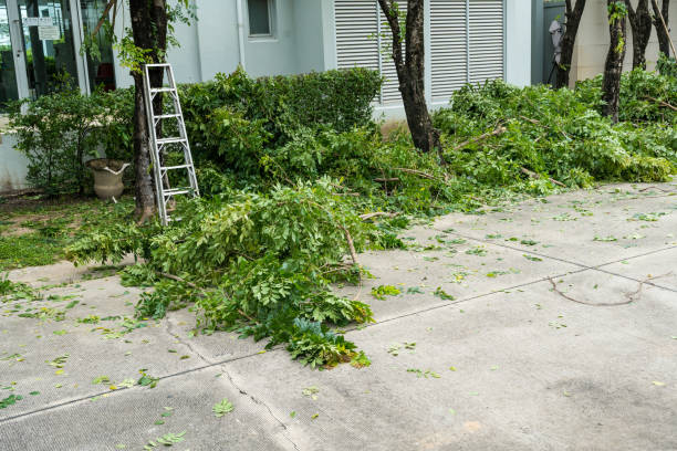 Best Hazardous Tree Removal  in Keene, TX